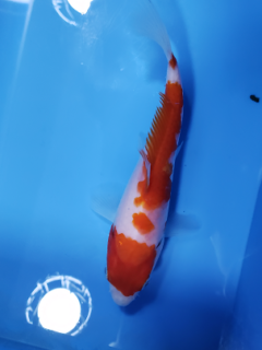 シンプルな柄の錦鯉です！　紅白錦鯉　2022.6/29撮影